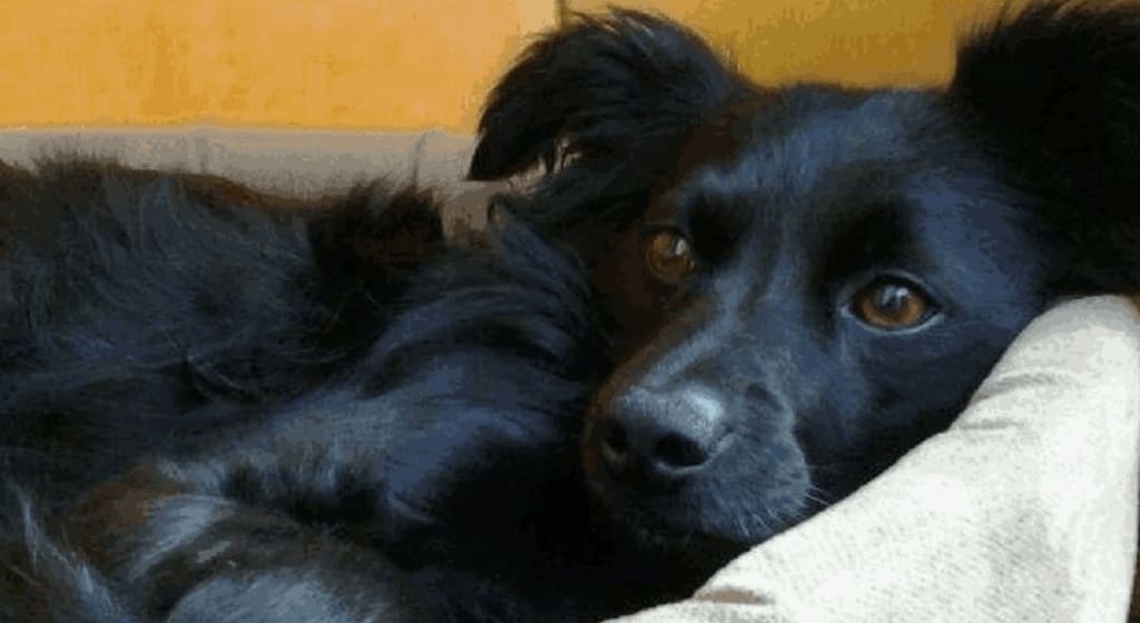 5 Exercises To Boost Dog’s Courage Petlife