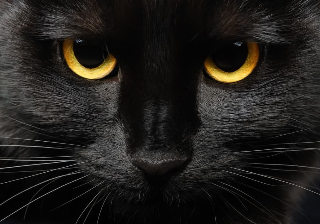 Black Cat Staring at Me Spiritual Meaning  