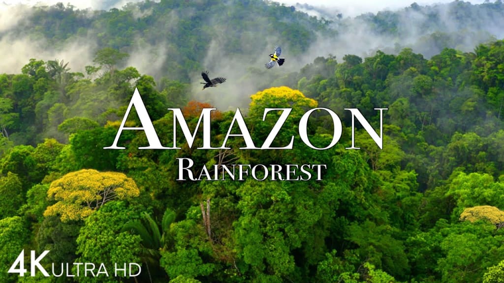 The  rainforest: The wonders of Earth's most unexplored wilderness,  explained - BBC Science Focus Magazine