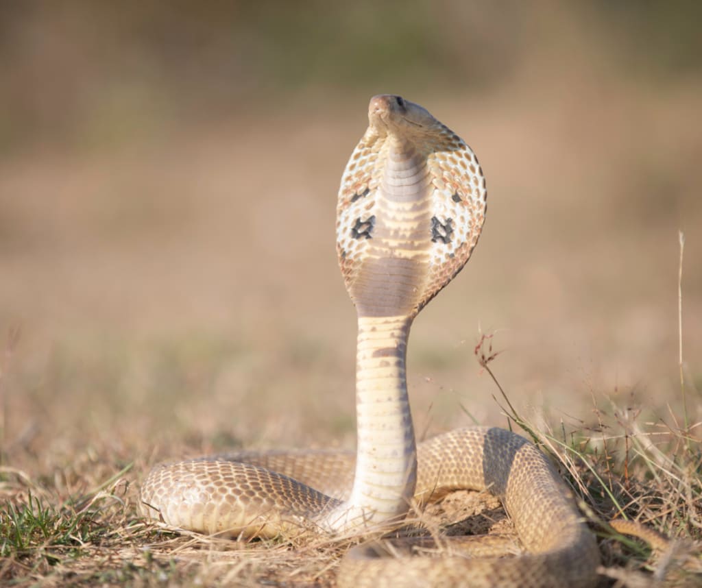 A snake that can spit and play dead - how awesome!