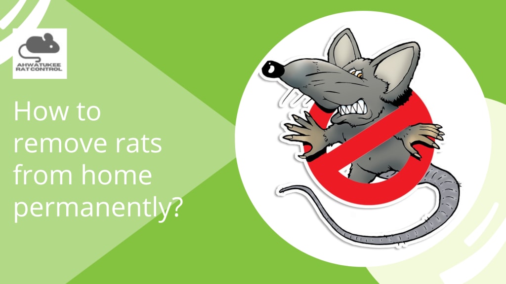 How to remove rats from home permanently? Lifehack