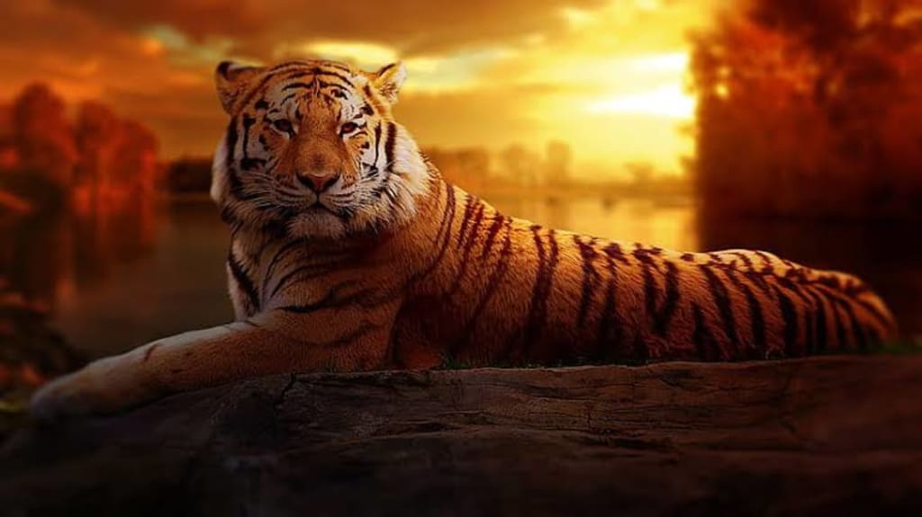 The Royal Bengal Tiger - Earth Day