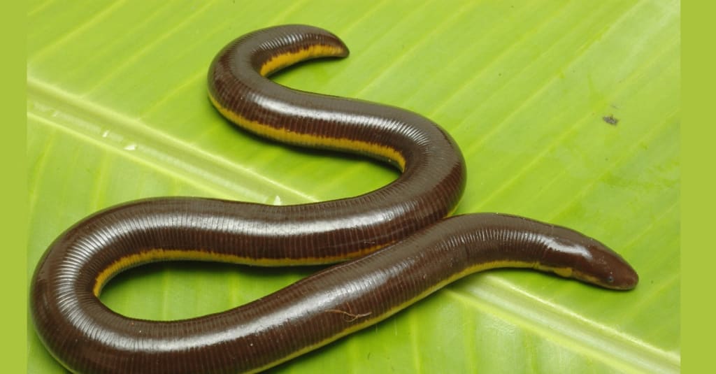 Caecilians: The Fascinating and Little-Known Limbless Amphibians | Earth