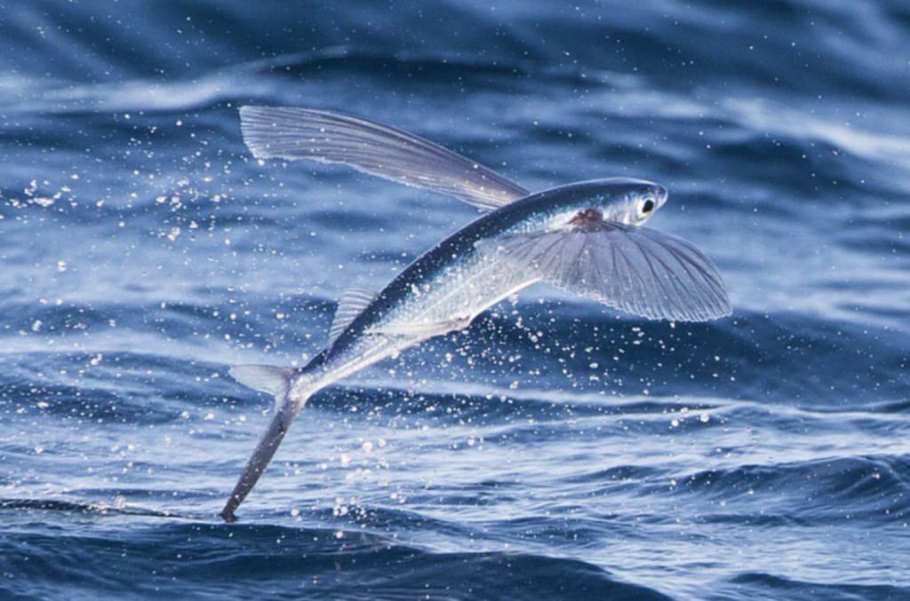 Flying Fish Facts: the FISH that FLIES