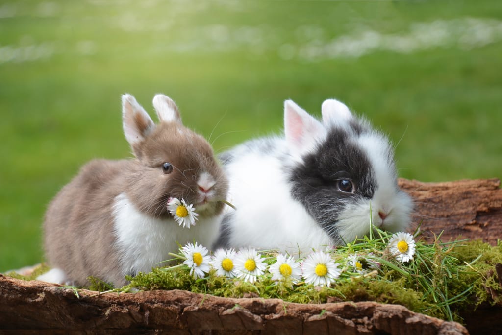 Thriving with Bunnies: A Guide to Caring for Your Pet Rabbit's Health and  Happiness