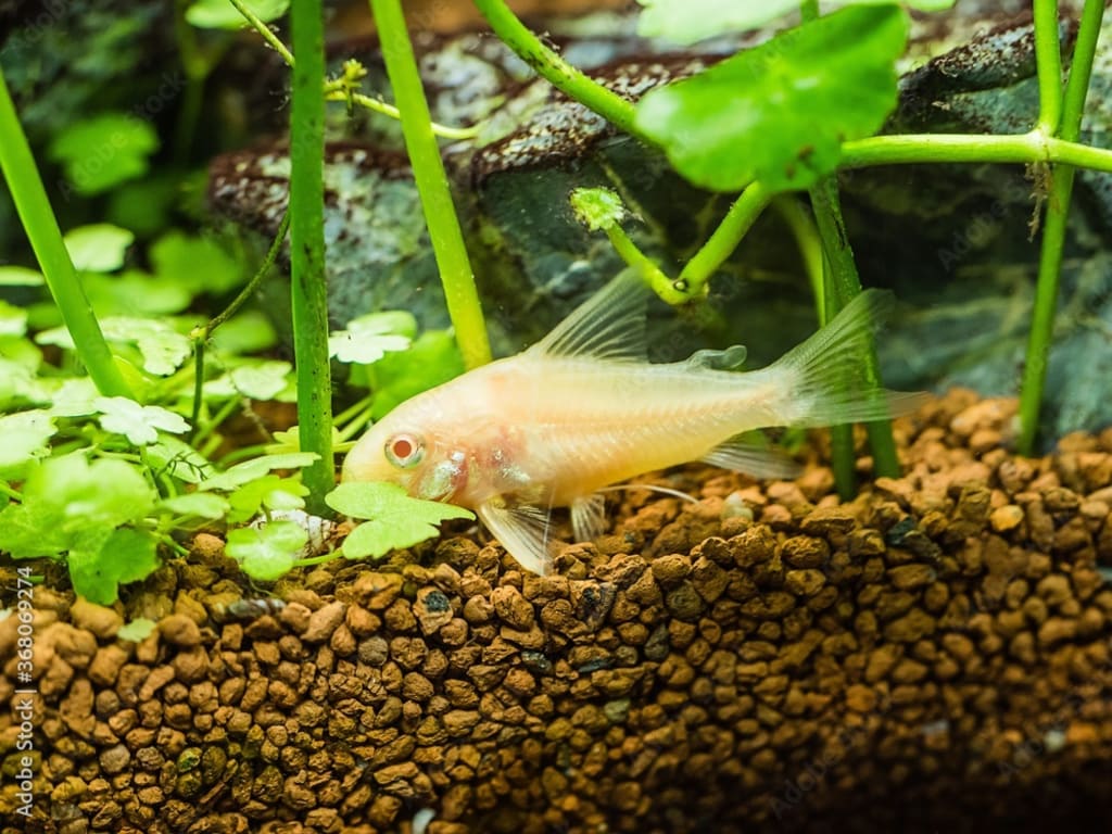 Creating a CorydorasFriendly Environment with Substrate Petlife