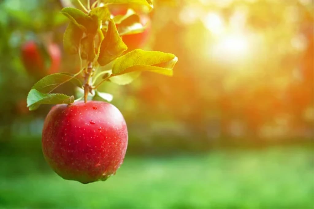 8 types of apples and their hidden health benefits