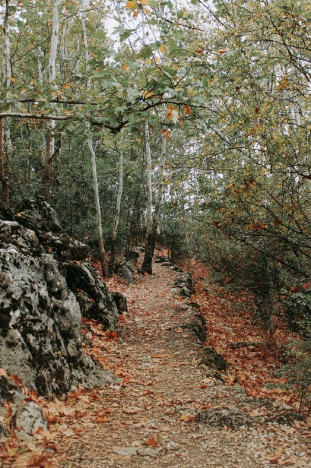 The Whispering Forest