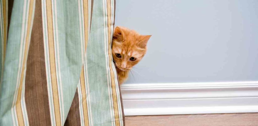 Best Pet Hair Resistant Curtains