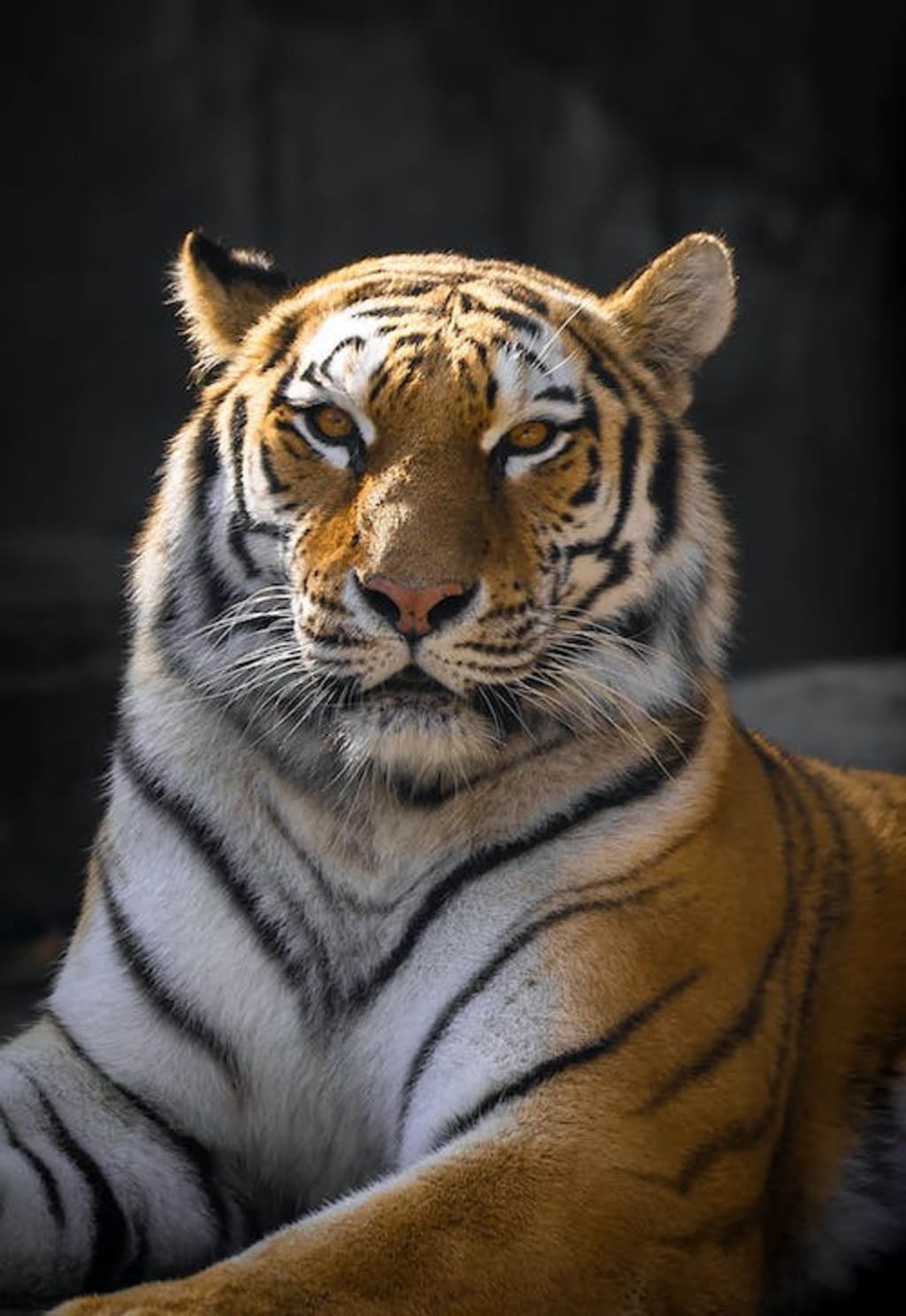 Tigers - Largest Cats, Beautiful Stripes, Like to Swim 