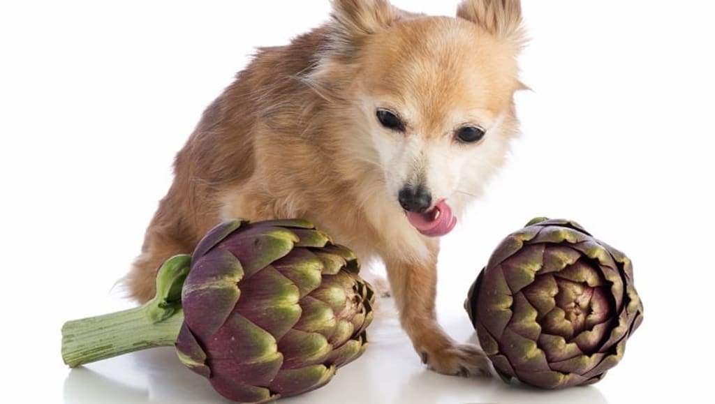 Can dogs have artichokes best sale