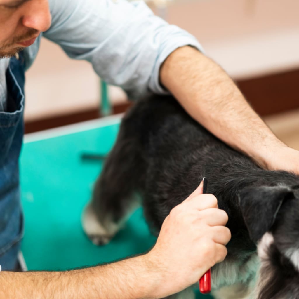 Grooming wire clearance haired dogs