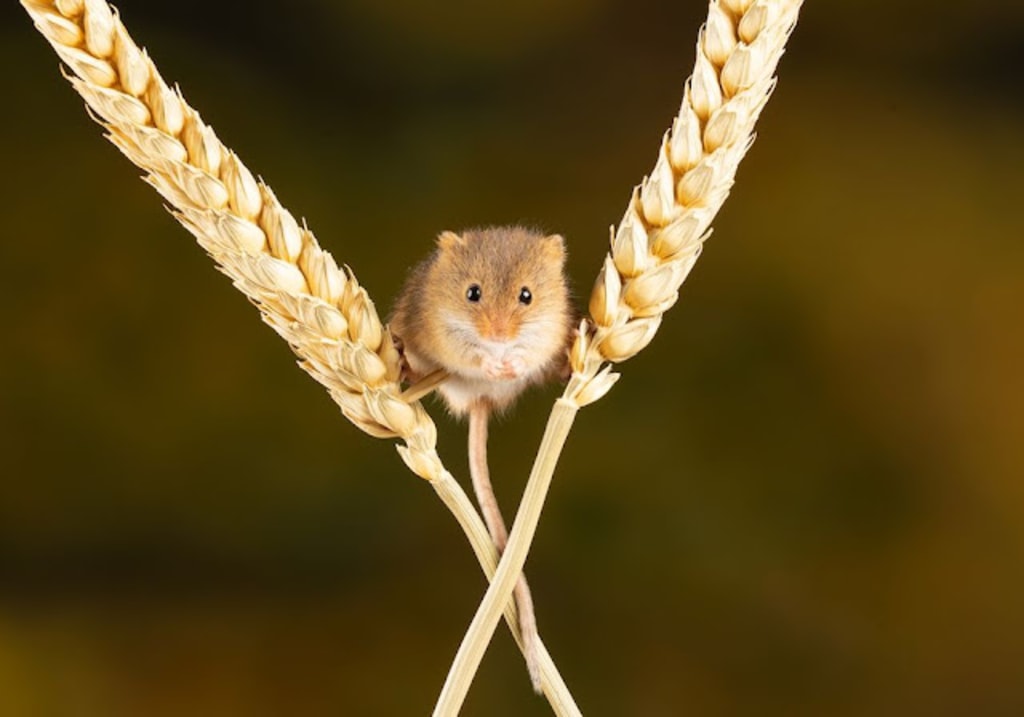 Wild Hamsters: Facts, Threats, & Conservation