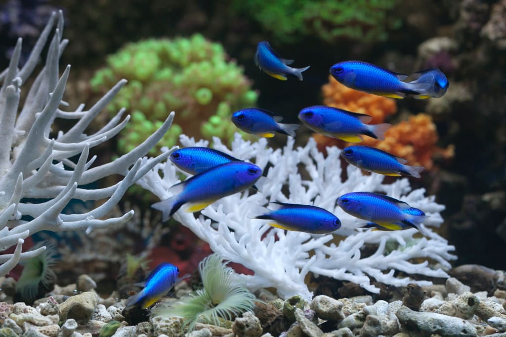 Aquascaping Tips: Using Rocks