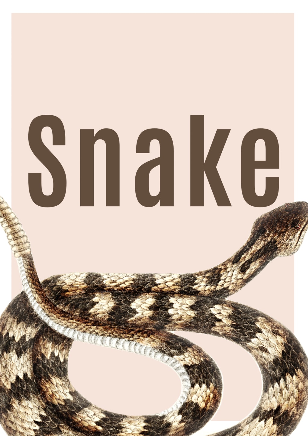 Snake Kills Bigger Snakes With World's Most Powerful Squeeze