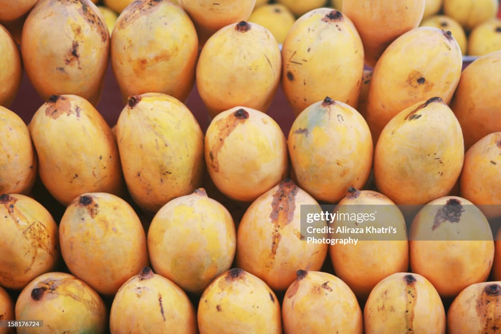 About Pakistani Mangos Education