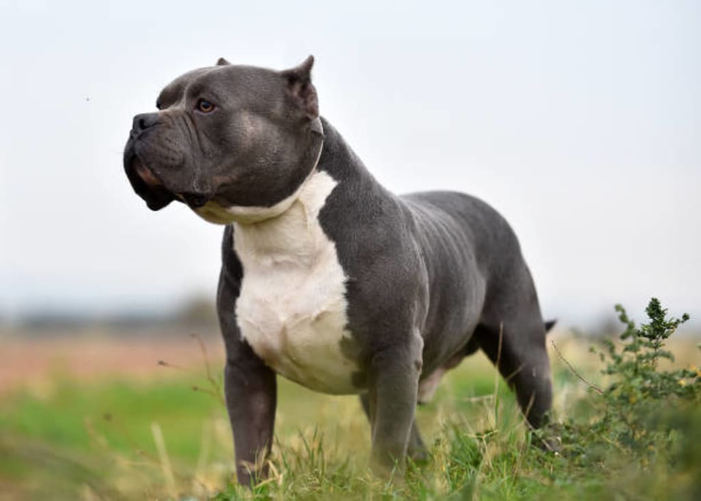 Perfect pets or dangerous dogs? The sudden, surprising rise of American  bully XLs, Dogs