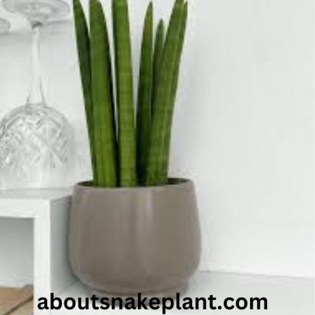 big plant pot Lucy main image 1