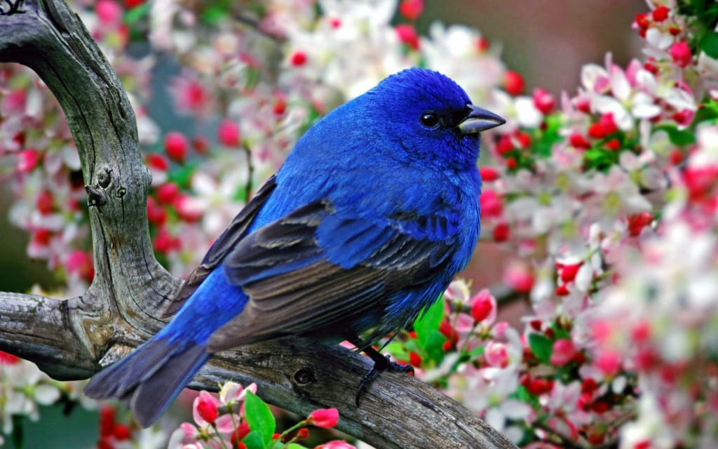 Are Birds Reptiles? An Evolutionary Perspective | Petlife