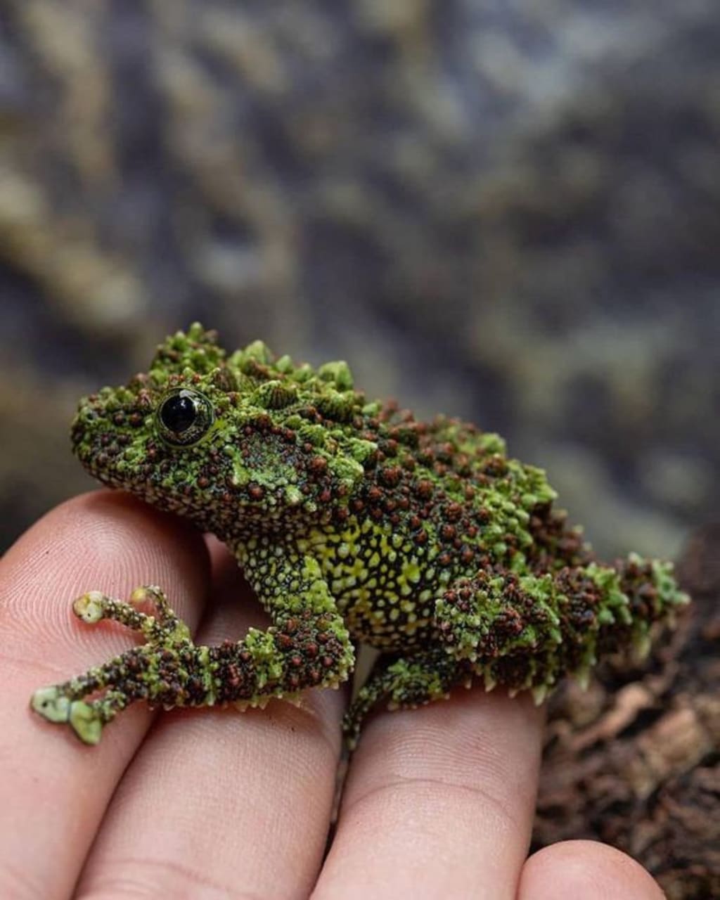 Five Mind-Blowing Facts About the Vietnamese Mossy Frog | Education