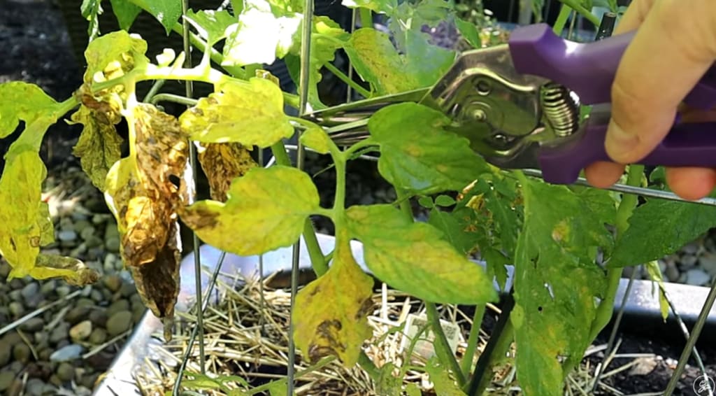 Can You Eat Tomatoes with Septoria Leaf Spot? Lifehack