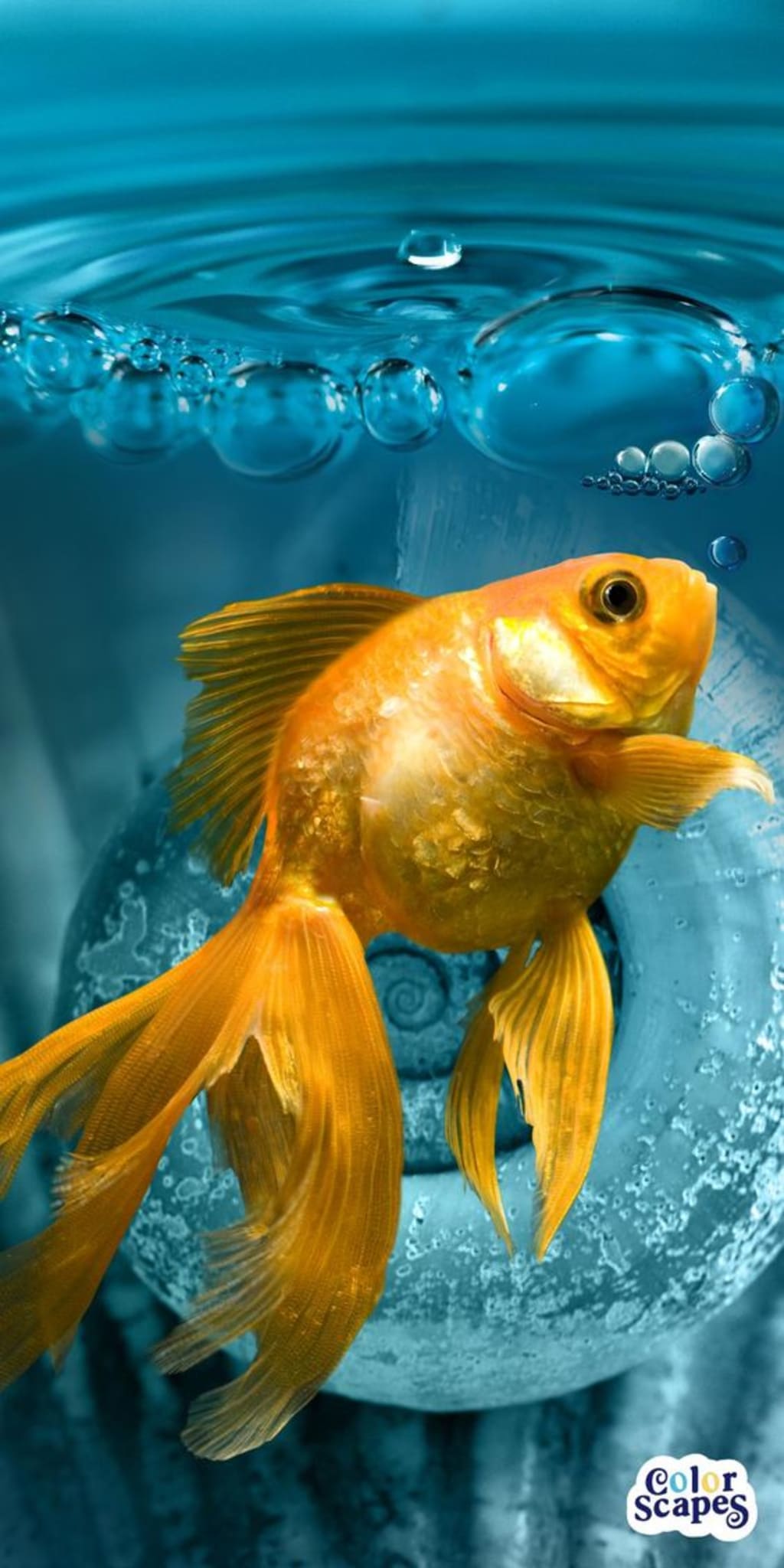 Ornamental Fish Keeping | Petlife