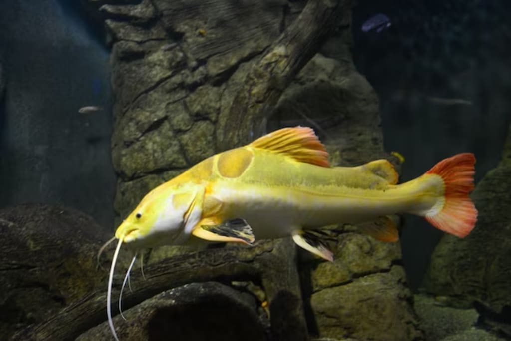 Exploring the Yellow-Tail Catfish: A Fascinating Freshwater