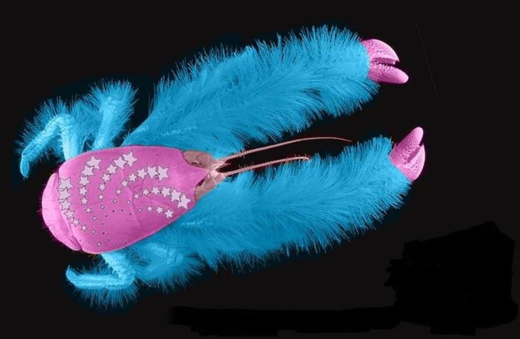 10 Most Mysterious Animals around the world Earth