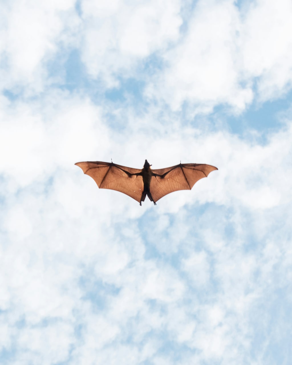 What is Echolocation? Eyes for Bats, Dolphins, Whales and SONAR