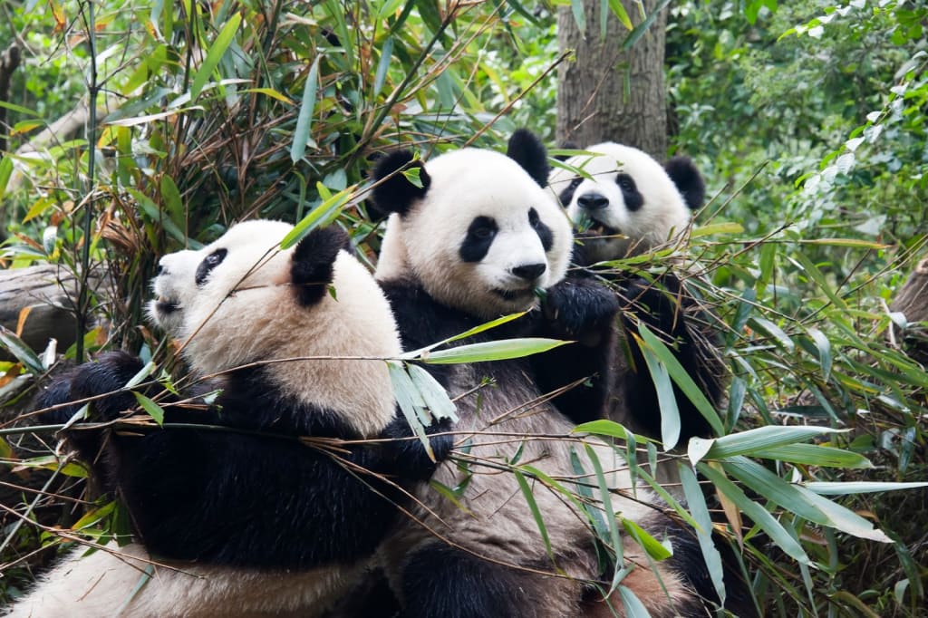 China Wildlife Jungle Pandas In The Wild Filmed By WWF Camera Traps