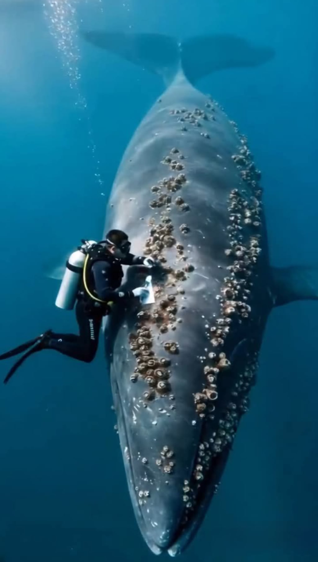 Kind-Hearted Diver" Helps Free Whales from Barnacles A Vital