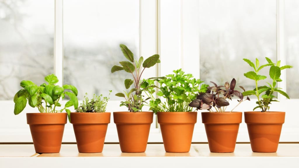 10 Easy Plants to Grow in Small Spaces  A Beginner's Guide | Humans