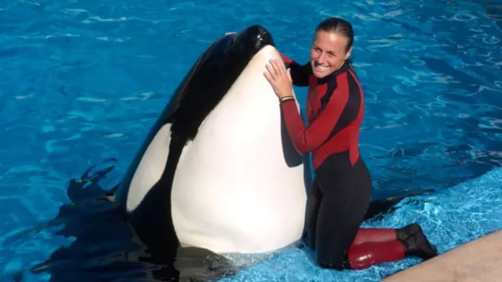 Orca Trainer Killed? The Truth Behind the Jessica Orca Incident and Killer Whale Attack Videos | Journal
