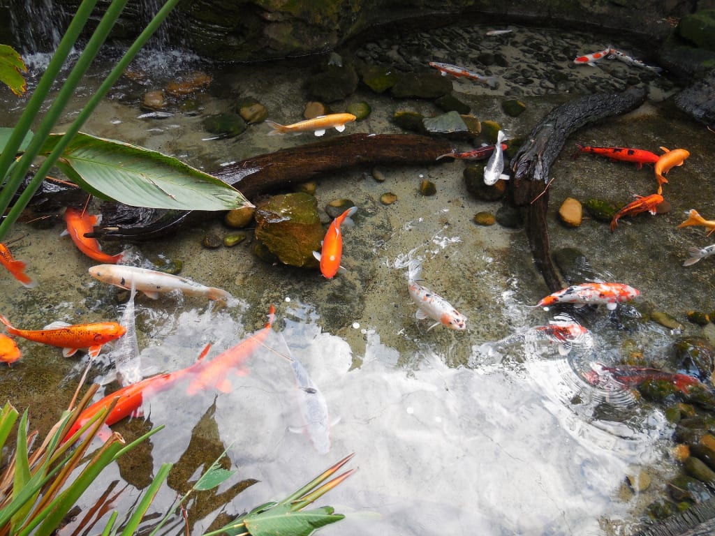 Making a Fishpond