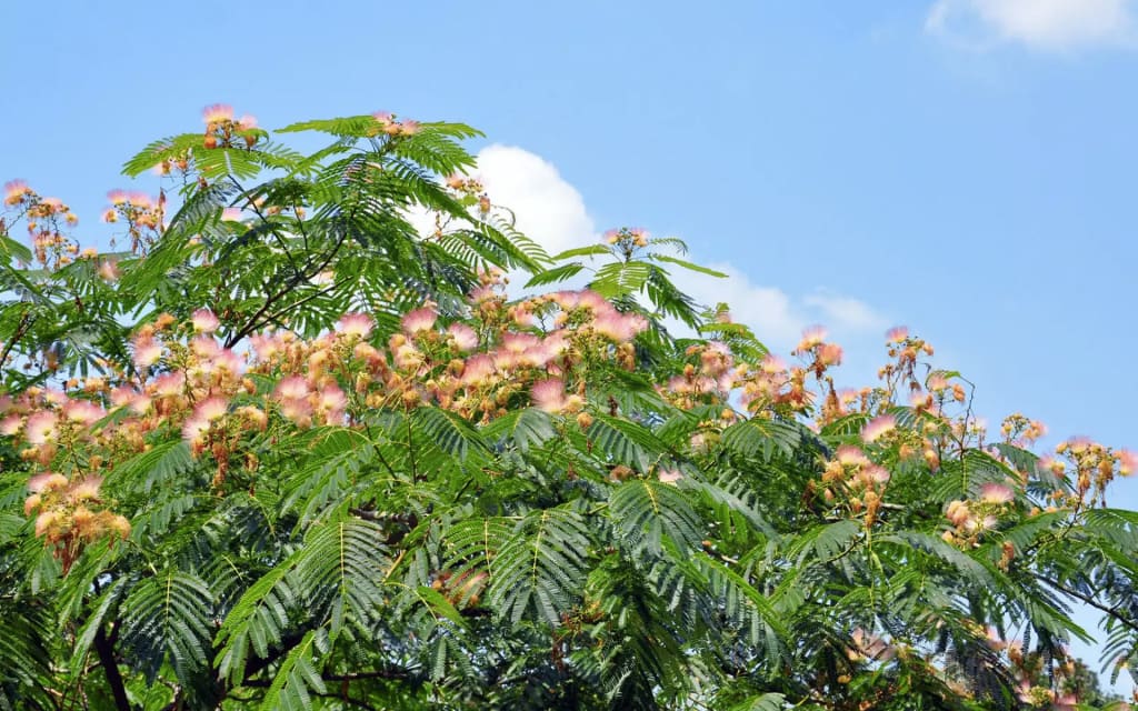 Herb Pharm - Ever notice these pink puff balls drifting on the breeze?  These floating blossoms belong to none other than the Albizia tree (Albizia  julibrissin)! Otherwise known as Mimosa or Silk