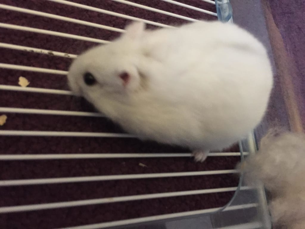 hamster lifespan- what am I doing wrong?