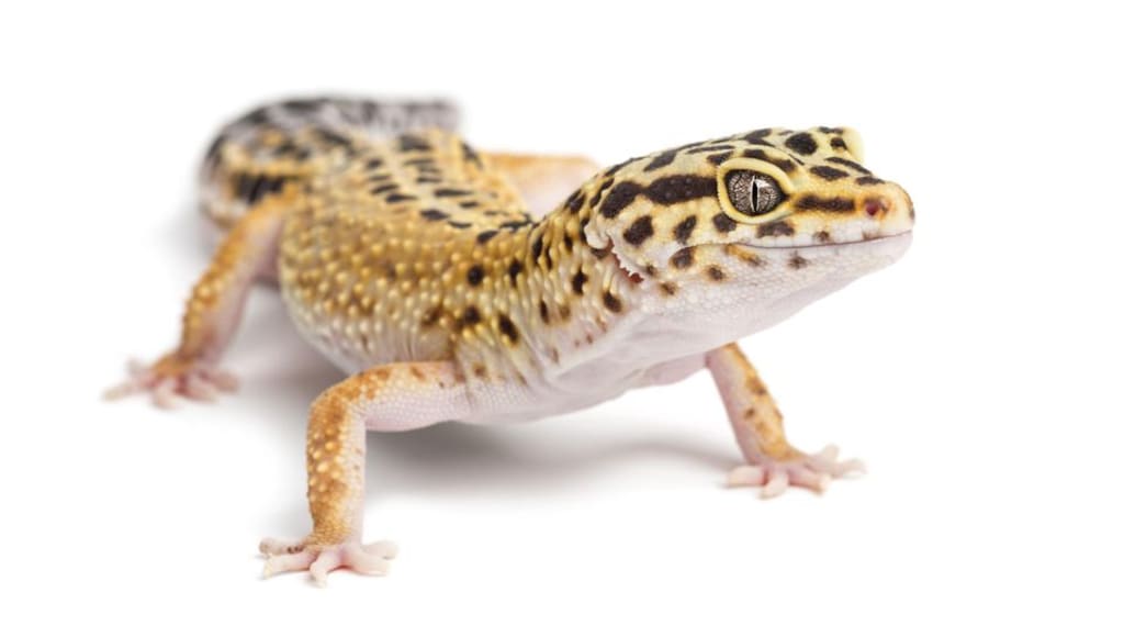 Leopard geckos (and most reptiles) require a heat gradient in