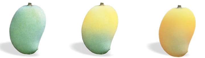 How to Pick a Ripe Mango (Visual Guide + Tips!) - Connoisseurus Veg