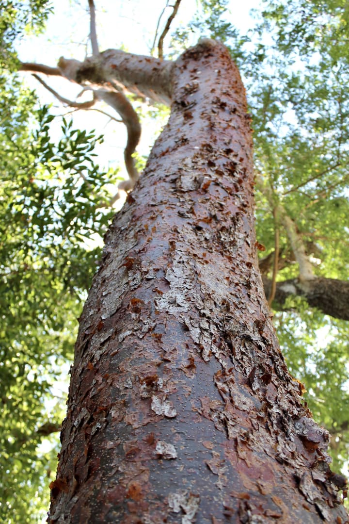 gumbo-limbo, copperwood, chaca, turpentine tree (Bursera simaruba