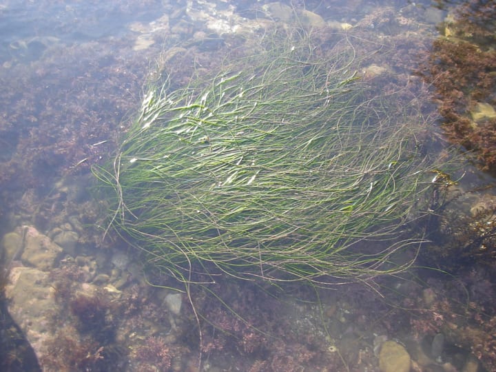 Plants found on salt marshes | Earth