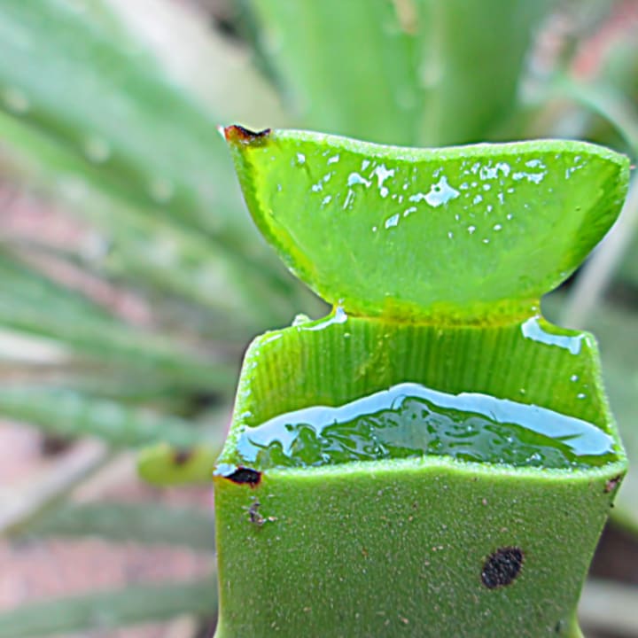 Does Aloe Vera Gel Expire Longevity