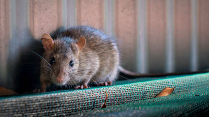 How to Get Rid of Rats from Your Garage?