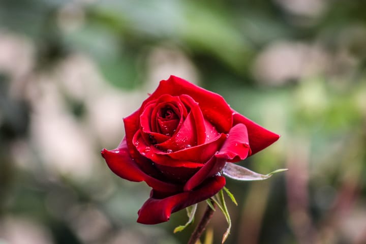 Rose Meanings - The Red Rose