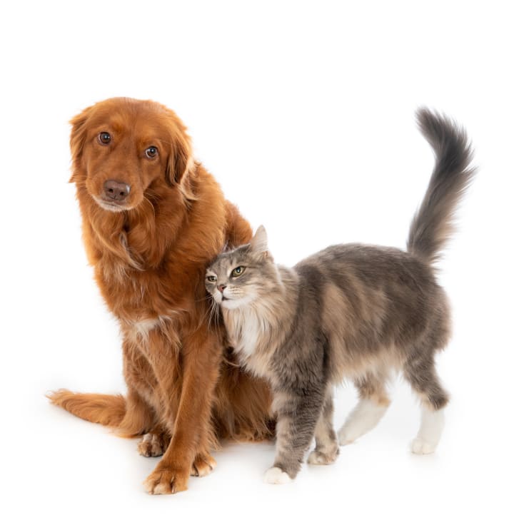 The Heartwarming Cat and Dog Story You Don't Want to Miss!