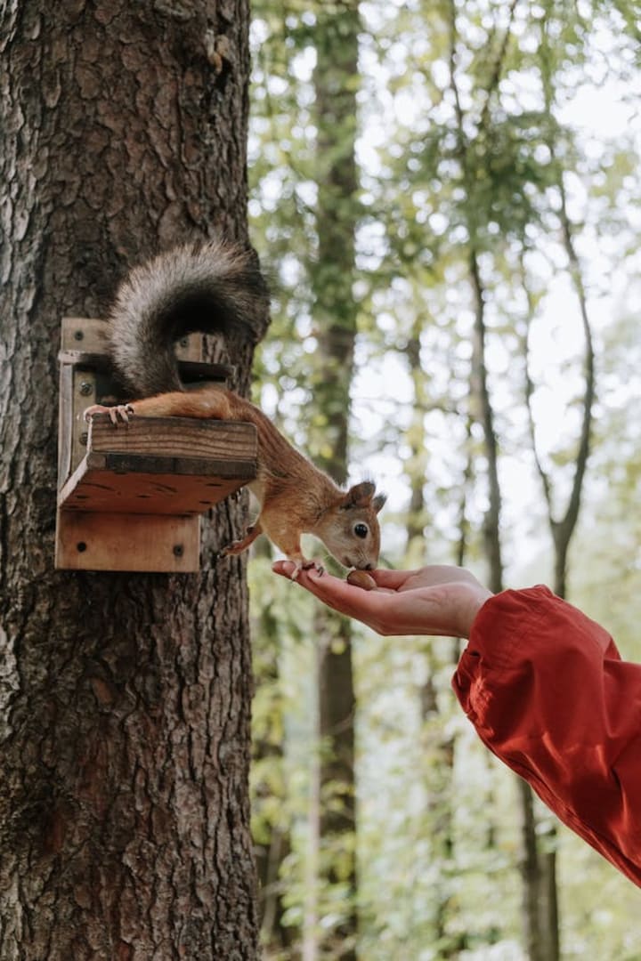 "Squirrels An important part of the ecosystem" Earth