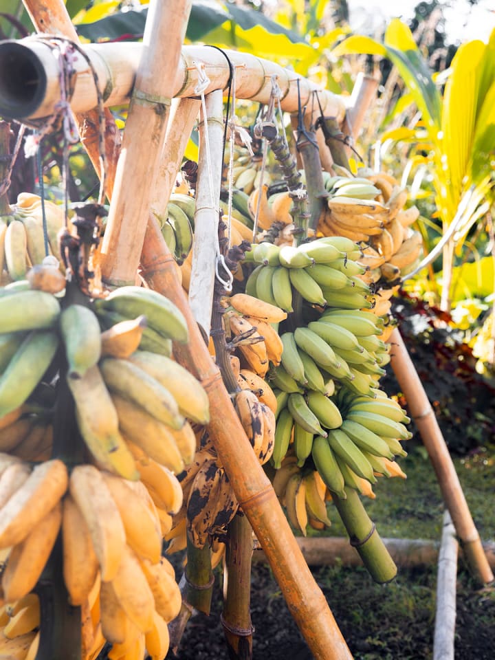 Bananas Could Go Extinct… Again FYI