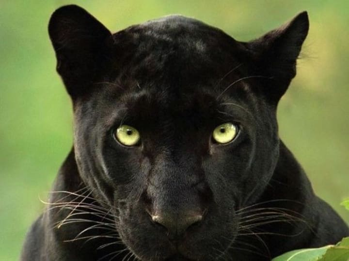 Rare black panther photographed in the African wilderness