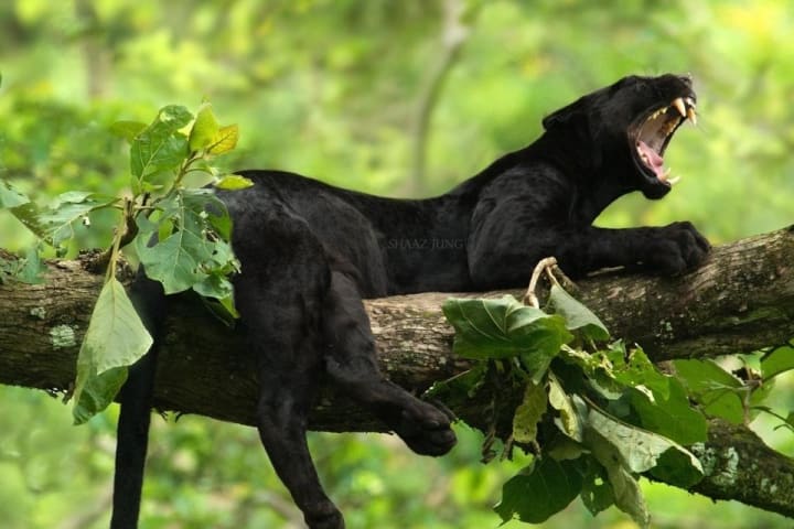 Watch: Officials At Nagarahole Tiger Reserve Capture Melanistic Black  Panther - News18