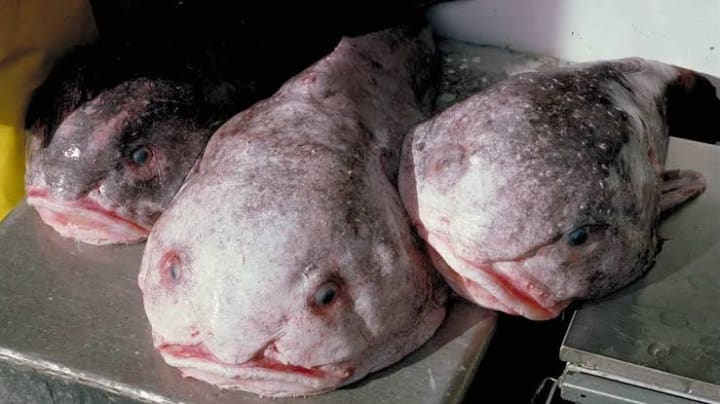 Blobfish: The Hero of Conservation?