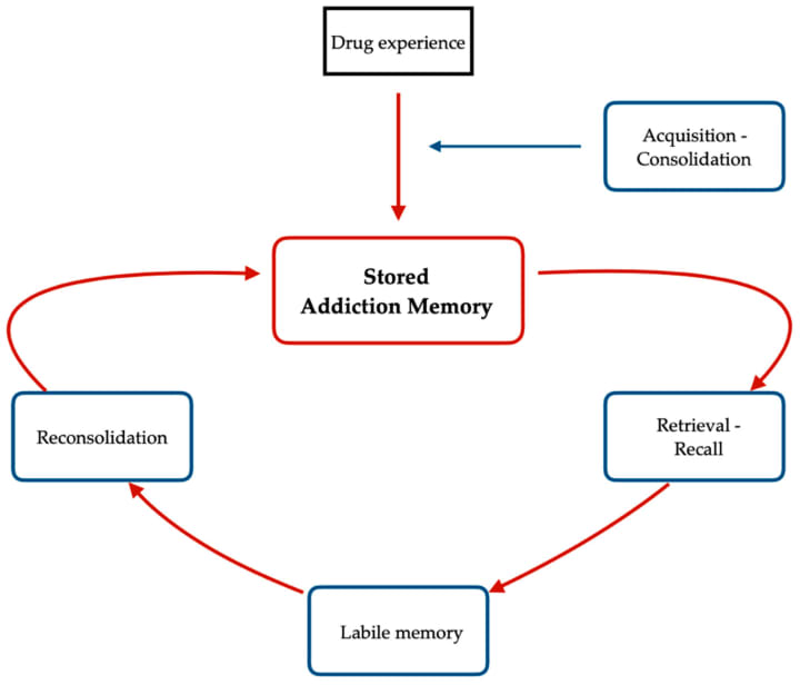 Process Of Memory Formation